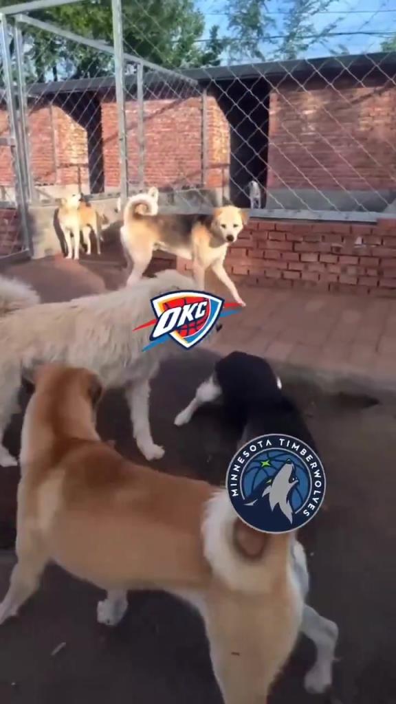 太有活了！美媒惡搞：狗王雷霆嚇退掘金灰熊，把森林狼按地上